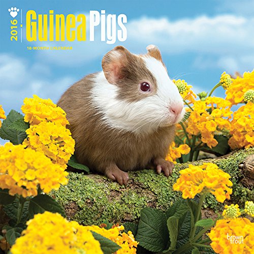Guinea Pigs 2016 Wall Calendar