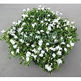 マット植物：サギゴケ：シロバナサギゴケのマット25cm×25cm　1枚[ホワイトガーデンに]