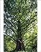 Photographic Prints of CLA-473 Dawn Redwood Tree from Ardea Wildlife Pets
