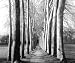 Brewster Jennifer Clark 94535 Pre-pasted Wall Mural Timeless, 108-Inch Height x 90-Inch Width