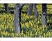 Photographic Prints of Yellow Lupin - planted under Cork Oak (Quercus suber) from Ardea Wildlife Pets
