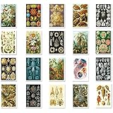 NATURAL CURIOSITIES by Ernst Haeckel postcard set of 20 postcards. Botanical illustrations theme post card variety pack. Made in USA.