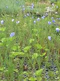 Eigenschaften Dachstauden  / Linum perenne - Alpenlein