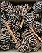 Ponderosa Pine Cone Box