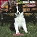 PUPPIES: Border Collie 2009 Wall Calendar 12 X 12