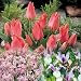 Color Theme Pink Garden - 50 Bulbs -Tulips/Iris/Alliums