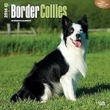 Border Collies 2016 Wall Calendar