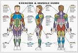 Exercise and Muscle Guide (Male) Fitness Chart (Co-Ed)