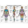 Exercise and Muscle Guide (Male) Fitness Chart (Co-Ed)