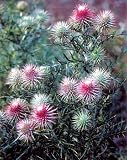 Amazon / Hirt's: Rose Red Cirsium 10 Seeds - Exotic/Edible - Perennial