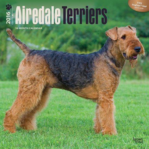 Airedale Terriers 2016 Square 12x12 (Multilingual Edition)