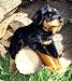 Plüschtier Rottweiler Rotti - ca. 40 cm gross
