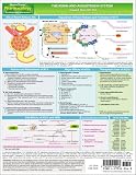 MemoCharts Pharmacology: The renin and angiotensin system (Review chart) MemoCharts Pharmacology: The renin and angiotensin system (Review chart)