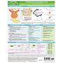 MemoCharts Pharmacology: The renin and angiotensin system (Review chart)
