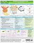 MemoCharts Pharmacology: The renin and angiotensin system (Review chart)