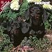   - Dachshund 2009 Wall Calendar 12