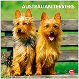 Australian Terriers 2013 Square 12X12 Wall
