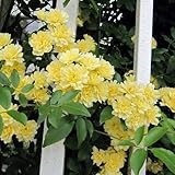 長尺つるもの：モッコウバラ黄花八重5号ポット長さ1.5ｍ[常緑性]（バラ苗）[バラばら薔薇ローズ]