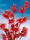 Zaubernuss Diana, rot blühend, 1 Pflanze