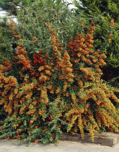 Feuerdorn Golden Charmer&reg; orangefarbene Beeren, 1 Pflanze Preisvergleich