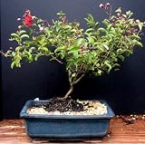Large Crepe Myrtle Bonsai Tree by Sheryls Shop