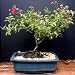 Large Crepe Myrtle Bonsai Tree by Sheryls Shop