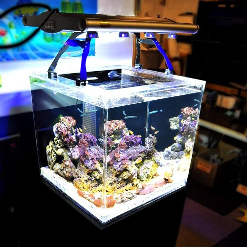 Schuber Wright Titan Aquarium HQI Fixture Plus 8 Actinic LED Light, 26-Inch