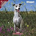 2009 Whippet Wall Calendar