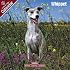 2009 Whippet Wall Calendar