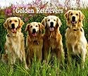 Golden Retrievers, For the Love of 2010 Deluxe Wall (Multilingual Edition)