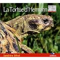 La tortue d'Hermann