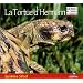 La tortue d'Hermann