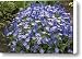 Greek Anemone Anemone Blanda Flowers Canvas Print / Canvas Art - Artist VisionsPictures