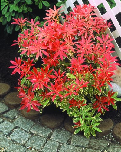 Japanische Lavendelheide Feuertanz&reg; 1 Strauch Preisvergleich