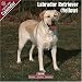 Labrador Retriever (Yellow) 2009 Wall Calendar 12 X 12