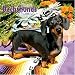 dachshund15 - Dachshunds Miniature 2010 Square Wall