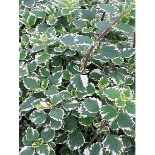 Variegated Swedish Ivy Plant Plectranthus Easy to Grow 4" Pot Flowering