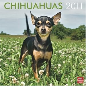 Chihuahuas 2011 Square 12X12 Wall Calendar by BrownTrout Publishers Inc