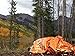 ISO Thermics Emergency Survival Mylar Thermal Sleeping Bag / Blanket - BONUS - Receive A 