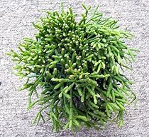 Drunkard's Dream Mistletoe Cactus Plant -Rhipsalis-EASY