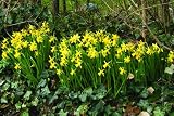 Daffodil 'February Gold' Flower Bulbs - 50 Bulbs