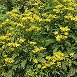 ハマオミナエシ5号鉢植え[小型のおみなえし・秋の七草、女郎花]