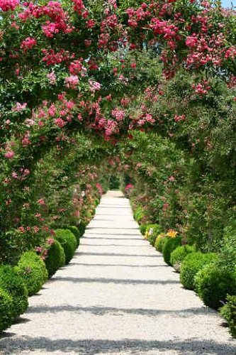 Rose Arch in the Garden - 60