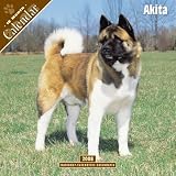 2008 Akita 2008 16 Month Wall Calendar **IN STOCK NOW**