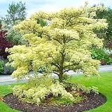 Amazon / Tropical Oasis: GIANT DOGWOOD cornus controversa BULK 100 seeds