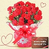 ������̵������������եȡ��֥����͡������5��ȭ�ڤ���5/7-5/12��