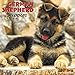 2016 Just German Shepherd Puppies Wall Calendar