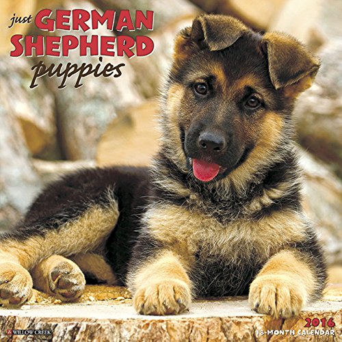 2016 Just German Shepherd Puppies Wall Calendar