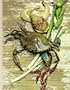 American cooking: Creole and Acadian