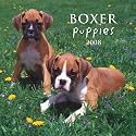 Boxer Puppies 2008 Mini Wall Calendar (German, French, Spanish and English Edition)